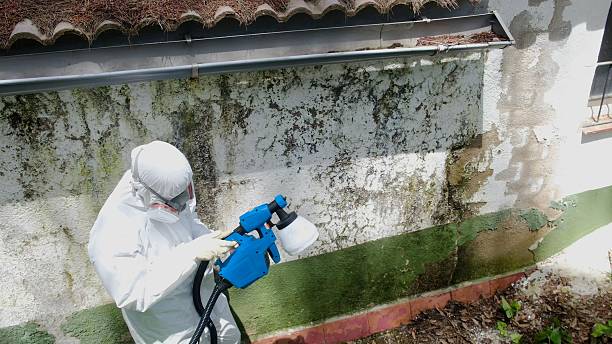 Top rated local Mold Inspection specialists in Tracys Landing, MD